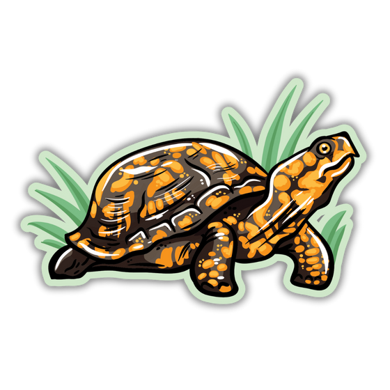 Box Turtle - Sticker